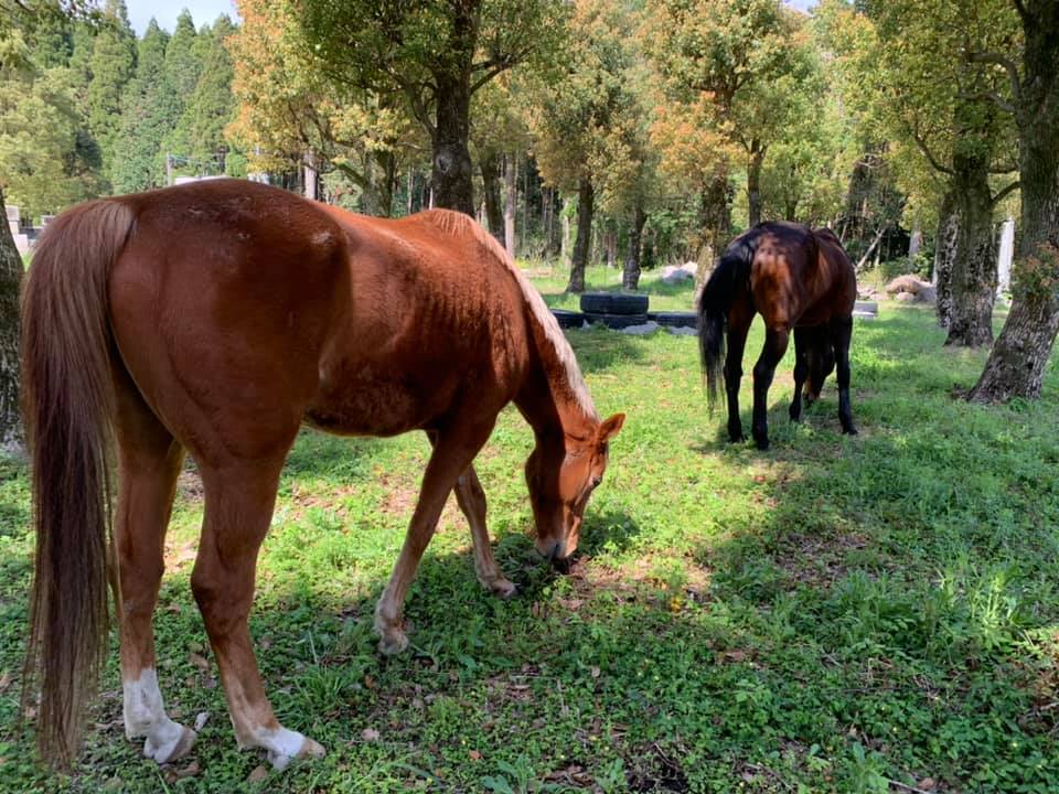 親子馬セミナーへのお申し込みを受付完了